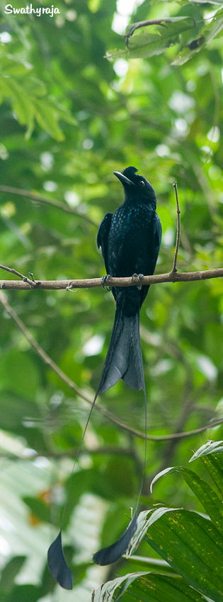 Black Drongo male